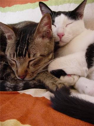 Would you trust them on your couch?